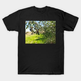 Israeli Trees and Flowers, Tree Branch Closeup and Green Grass T-Shirt